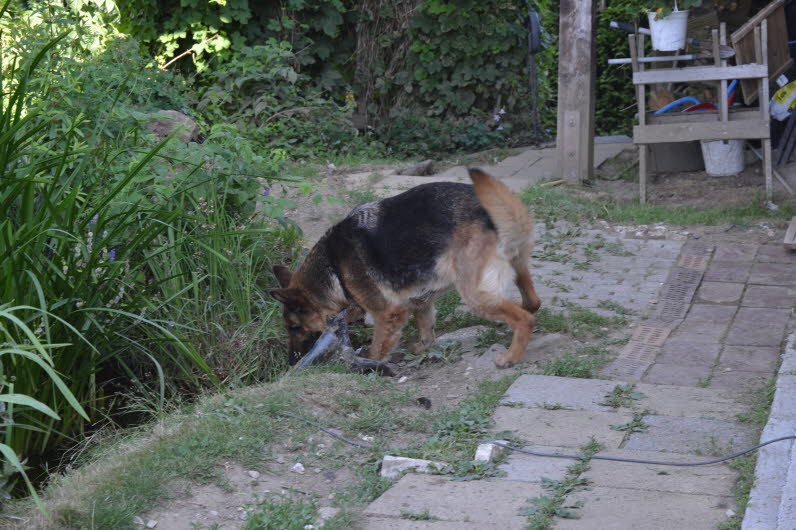 DSC_0216